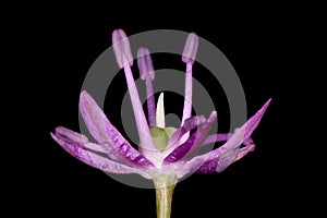 Ornamental Onion (Allium aflatunense). Flower Closeup