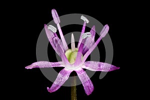 Ornamental Onion (Allium aflatunense). Flower Closeup