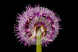 Ornamental Onion (Allium aflatunense). Inflorescence Closeup