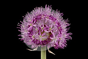 Ornamental Onion (Allium aflatunense). Inflorescence Closeup