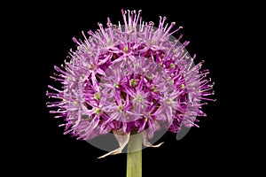 Ornamental Onion (Allium aflatunense). Inflorescence Closeup