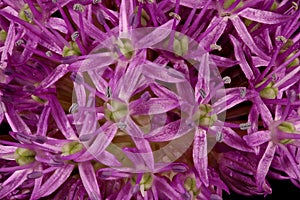 Ornamental Onion (Allium aflatunense). Inflorescence Detail Closeup