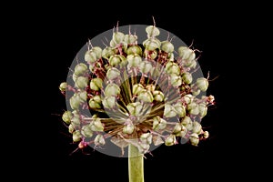 Ornamental Onion (Allium aflatunense). Infructescence Closeup