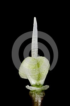 Ornamental Onion (Allium aflatunense). Ovary Closeup