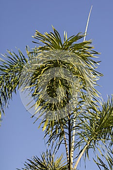 Ornamental Palm Tree with blue sky in the background