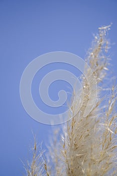 Ornamental pampas grass against blue sky