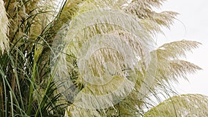 Ornamental Pampas grass branches in nature. Cortaderia selloana