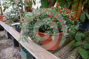 Ornamental Pepper plant potted. Red peppers are vibrant and fresh.