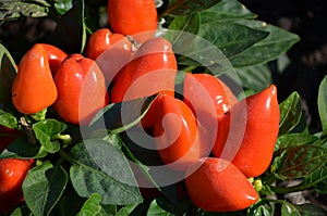 Ornamental Pepper Plant (Capsicum annuum) photo