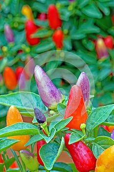 ornamental pepper plants in variety of colors