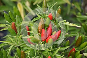 Ornamental Peppers