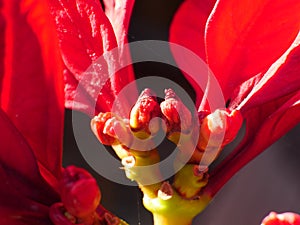 Ornamental peppers produce colorful little fruits