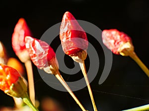 Ornamental peppers produce colorful little fruits