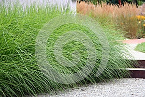 Ornamental perennial grass photo
