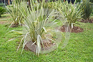 Ornamental phormium bushes in the garden for landscaping