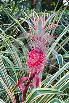 Ornamental pineapple, pink pineapple or bromeliad