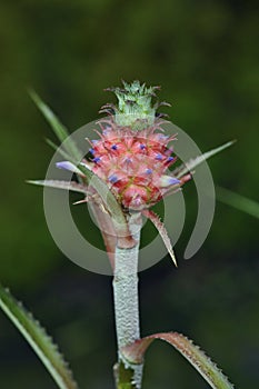 Ornamental pineapple, a species of Bromeliad