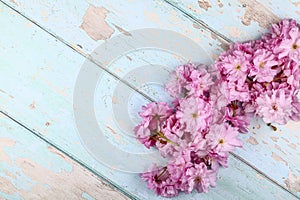 Ornamental pink cherry tree blossom