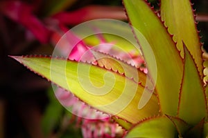 Ornamental pink pineapple close up,  South Florida