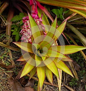 Ornamental pink pineapple, South Florida