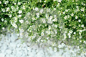 Ornamental plant Alissum