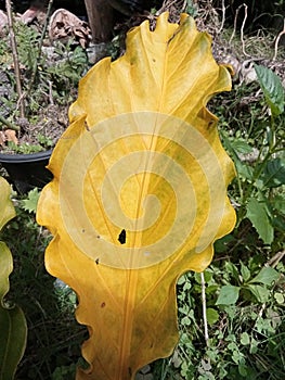 Ornamental plant Anthurium schlechtendalii with yellowing leaves