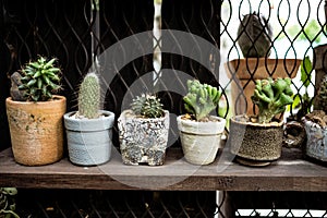 Ornamental plant background group of small cactus in pot place o