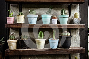 Ornamental plant background group of small cactus in pot place o