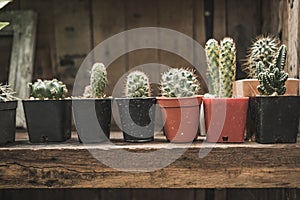 Ornamental plant background group of small cactus in pot place o