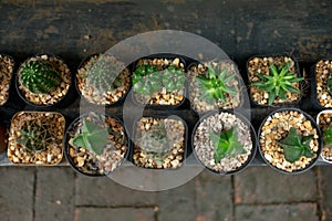 Ornamental plant background top view group of small cactus in po