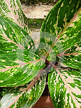 Ornamental plant with beautiful leaves, grows in tropical climates
