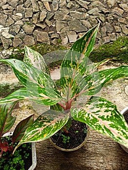 ornamental plant with beautiful leaves, grows in tropical climates