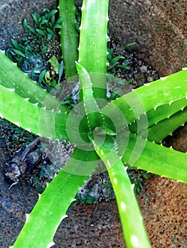 an ornamental plant called aloe vera is used for hair by rural communities