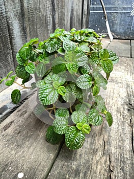 an ornamental plant called "creeping charlie" in a mini pot with a background floor and wooden walls