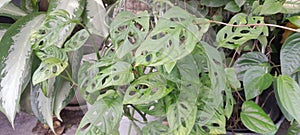 an ornamental plant called Janda Bolong