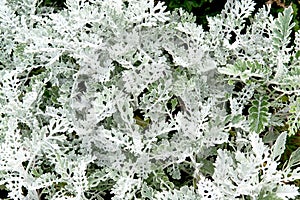 Ornamental plant Cineraria seaside or silver dust