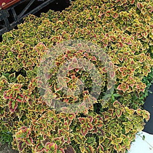 Ornamental plant coleus scutellarioides