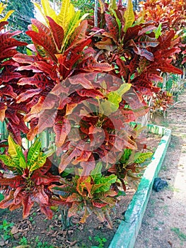 ornamental plant with colorful leaves shining beautifully