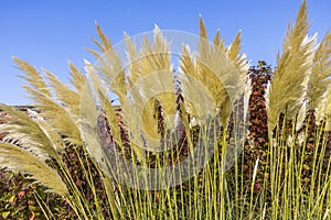 Ornamental plant of Cortaderia selloana in a garden.