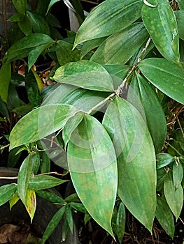 ornamental plant Dracaena surculosa in the garden