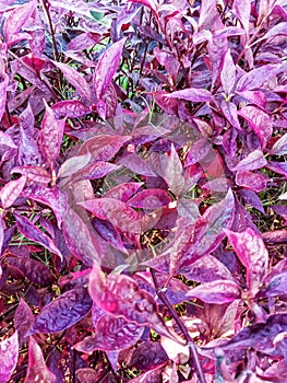 ornamental plant erva or red spinach. This plant is often found in the garden