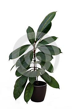 Ornamental plant Ficus elastica in dark pot