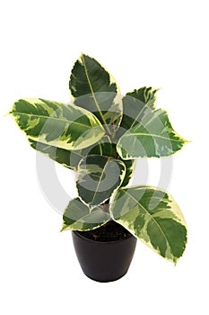 Ornamental plant Ficus elastica Tineke in pot