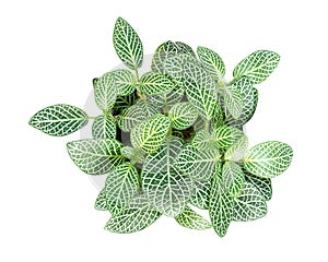 Ornamental plant, Fittonia, Nerve plant or Mosaic plant in plas