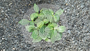 Ornamental plant, Fittonia, Nerve plant or Mosaic plant in plas