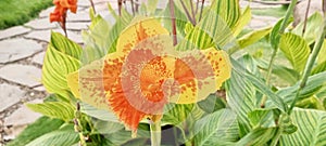 ornamental plant, flowering Canna & x27;Yellow King Humbert& x27; flower plant, orange to brassy yellow in color, in the garden