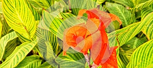 ornamental plant, flowering Canna & x27;Yellow King Humbert& x27; flower plant, orange to brassy yellow in color, in the garden