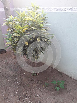 Ornamental plant garden natural patched