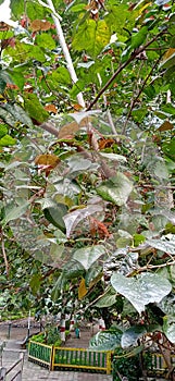 Ornamental Plant with Green Redish  Brown Leaves