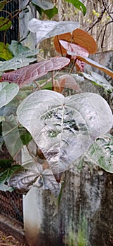 Ornamental Plant with Green Redish  Brown Leaves Closeup